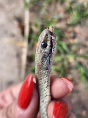 Erythrolamprus ceii