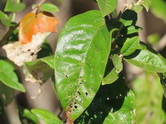 Croton menyharthii