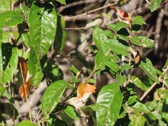 Croton menyharthii