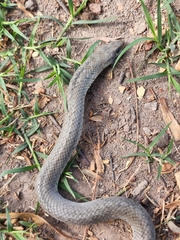 Erythrolamprus ceii