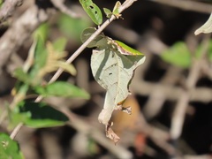 Croton menyharthii