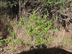 Croton menyharthii