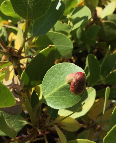 iNaturalist observation photo of Manzanita Leafgall Aphid