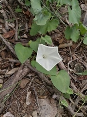 Ipomoea scopulorum