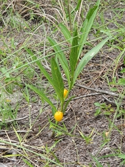 Physalis angustifolia