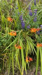 Crocosmia aurea