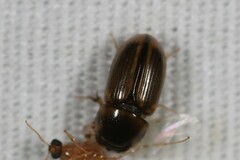 Labarrus cincticulus