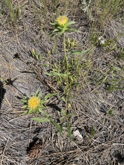 Pyrrocoma carthamoides