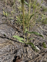 Pyrrocoma carthamoides