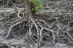 Excoecaria agallocha