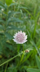 Astrantia trifida