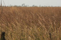 Pseudocolopteryx sclateri