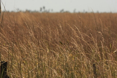 Pseudocolopteryx sclateri