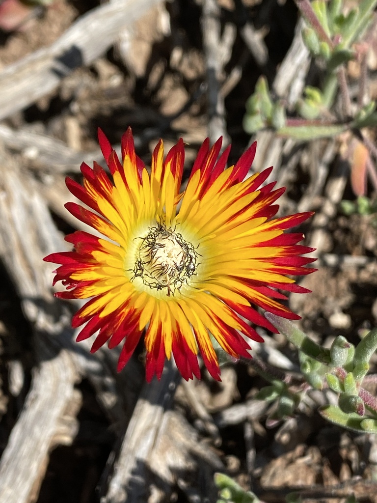 Drosanthemum hallii 2