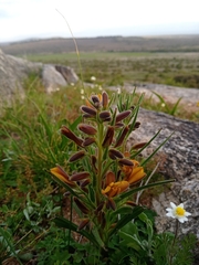 Wachendorfia multiflora