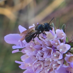 Ceratina cucurbitina