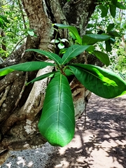 Ficus obtusifolia