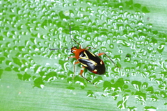 Horciasinus wallengreni