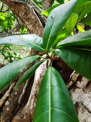 Ficus obtusifolia