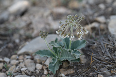 Asclepias scaposa