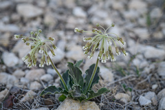 Asclepias scaposa
