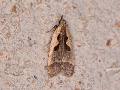 Dichomeris setosella