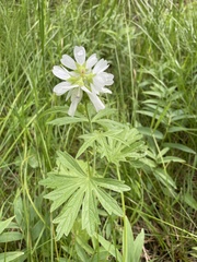 Sidalcea candida