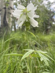 Sidalcea candida