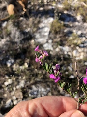 Indigofera sp11