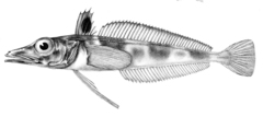 Spiny Icefish photo 3