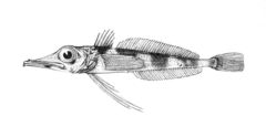 Spiny Icefish photo 4