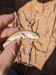 Sceloporus arenicolus