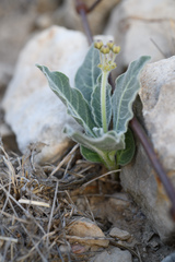 Asclepias scaposa