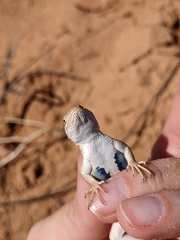 Sceloporus arenicolus