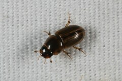 Labarrus cincticulus