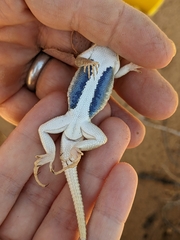 Sceloporus arenicolus