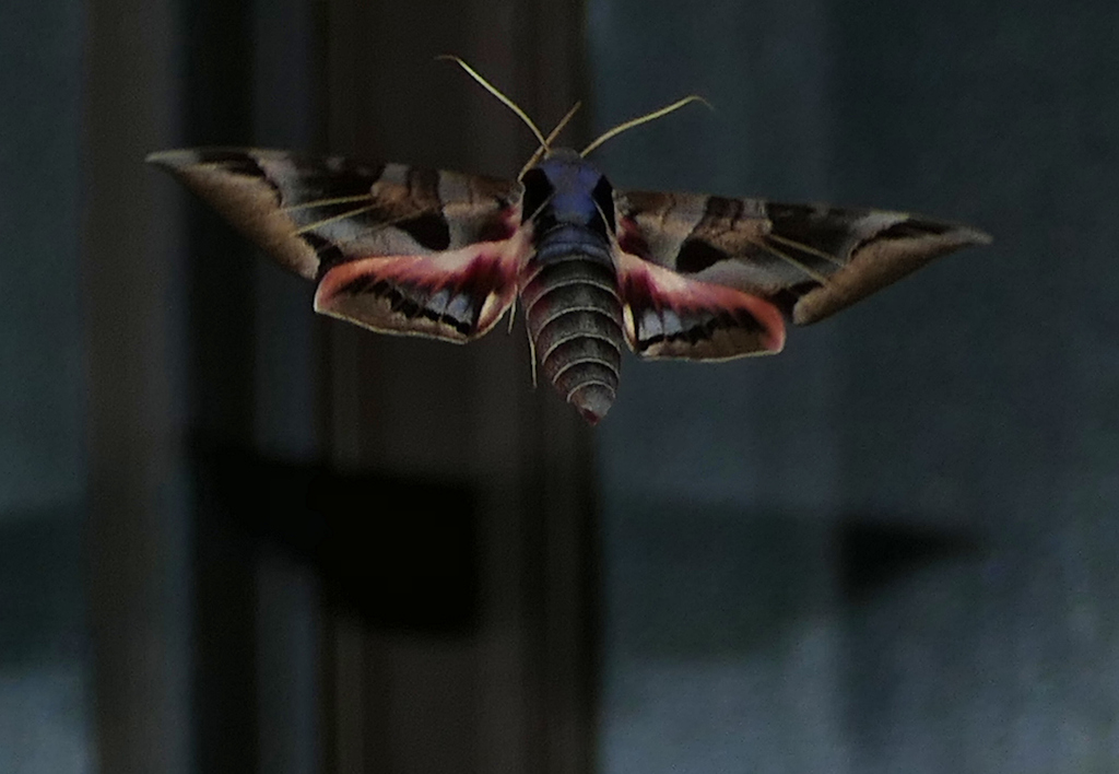 Typhon Sphinx