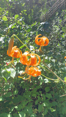 Lilium humboldtii