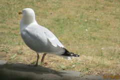 Larus argentatus