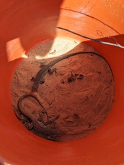 Aspidoscelis tesselatus