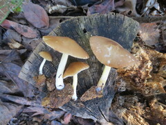 Pluteus austrofulvus