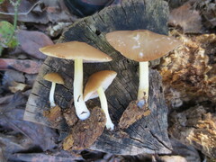 Pluteus austrofulvus