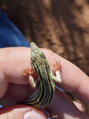 Aspidoscelis sexlineatus