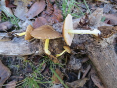 Pluteus austrofulvus