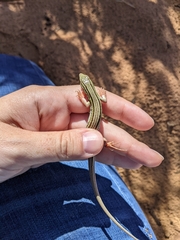 Aspidoscelis sexlineatus