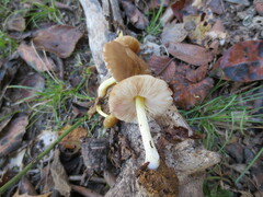 Pluteus austrofulvus