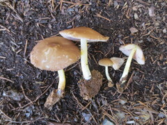 Pluteus austrofulvus