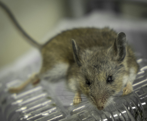 iNaturalist observation photo of Western Deer Mouse