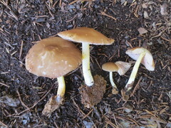 Pluteus austrofulvus