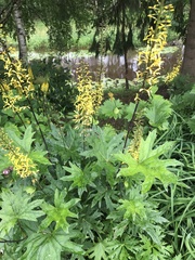 Ligularia przewalskii